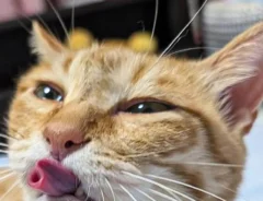 お菓子『ルマンド』のような舌の形をした猫・ぷりんちゃんの画像