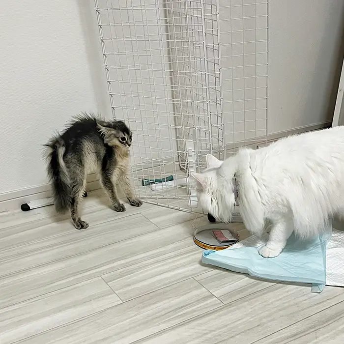 姉猫に怒られてビビる妹猫の写真