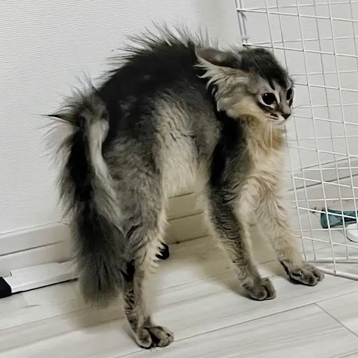 姉猫に怒られてビビる妹猫の写真