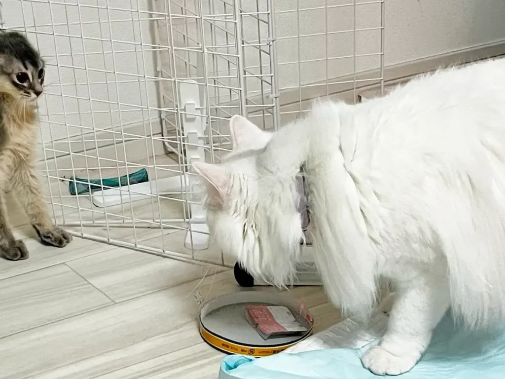姉猫に怒られてビビる妹猫の写真