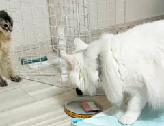 姉猫に怒られてビビる妹猫の写真