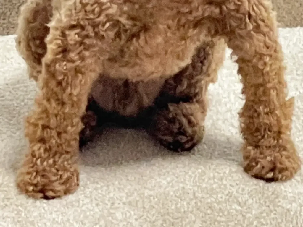 横綱ポーズのトイプードルの写真