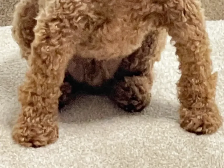 最近、犬の座り方がおかしい」 強者オーラ漂う姿に「絶対勝てない