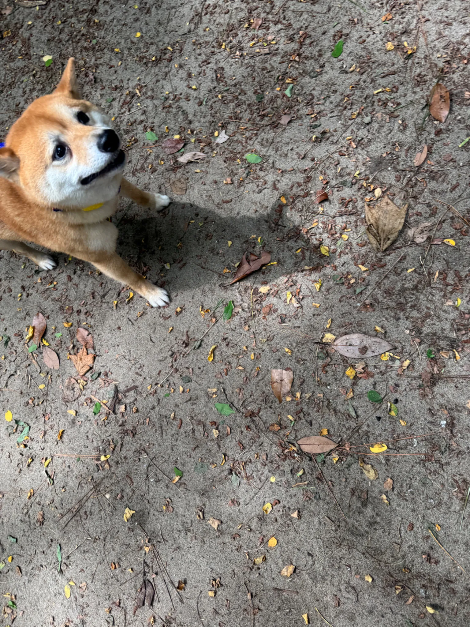 初めてグレートデンを見た柴犬の写真