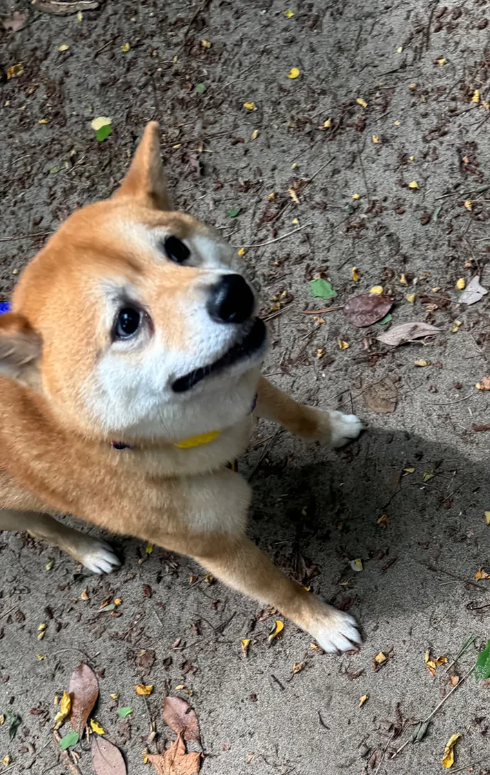 初めてグレートデンを見た柴犬の写真