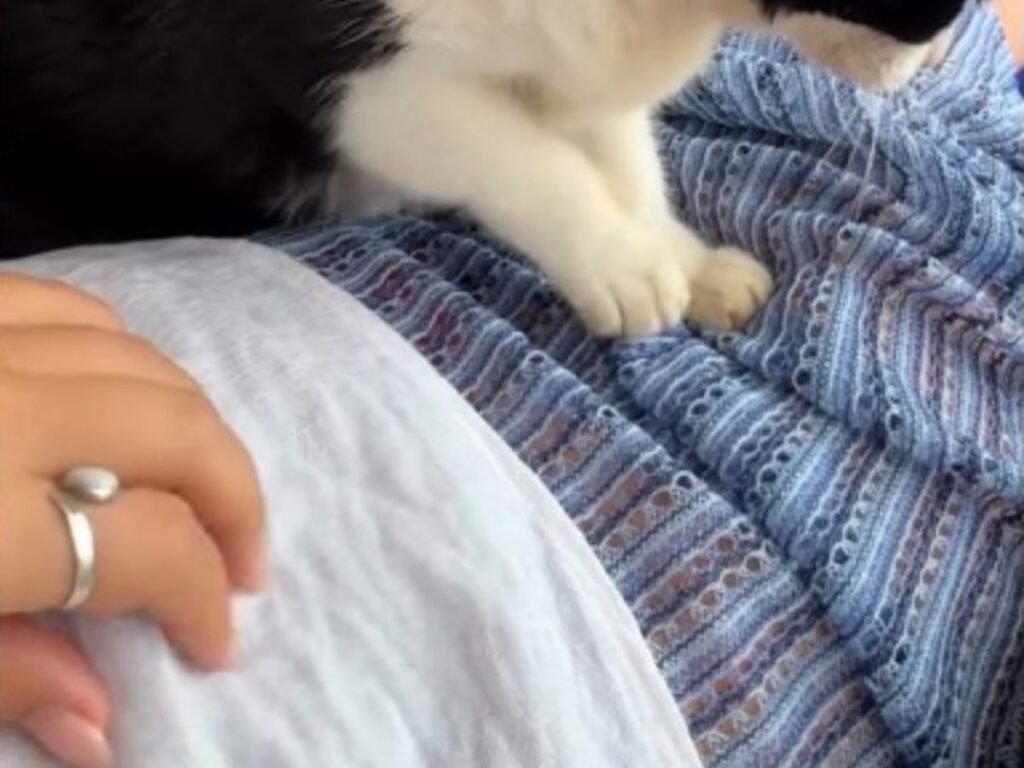 女性と猫の写真