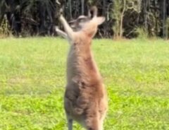 カンガルーの写真