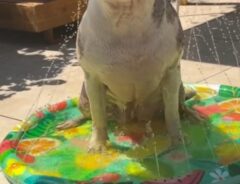 犬の写真