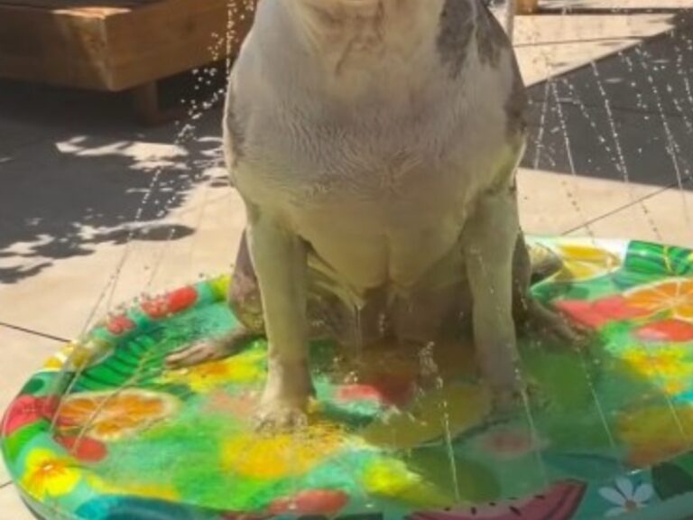 犬の写真