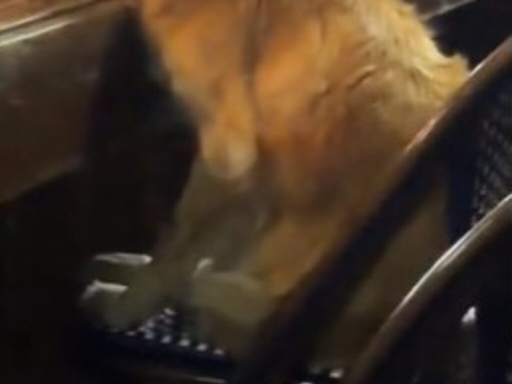 犬の写真