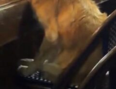犬の写真