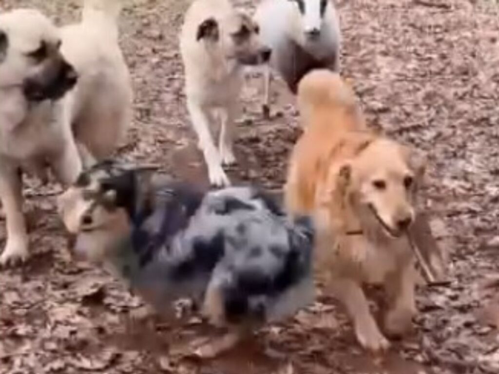犬とヒツジの写真