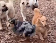 犬とヒツジの写真