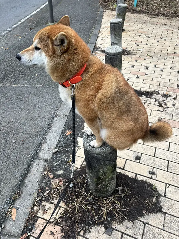 車止めポールに座り込む柴犬の写真