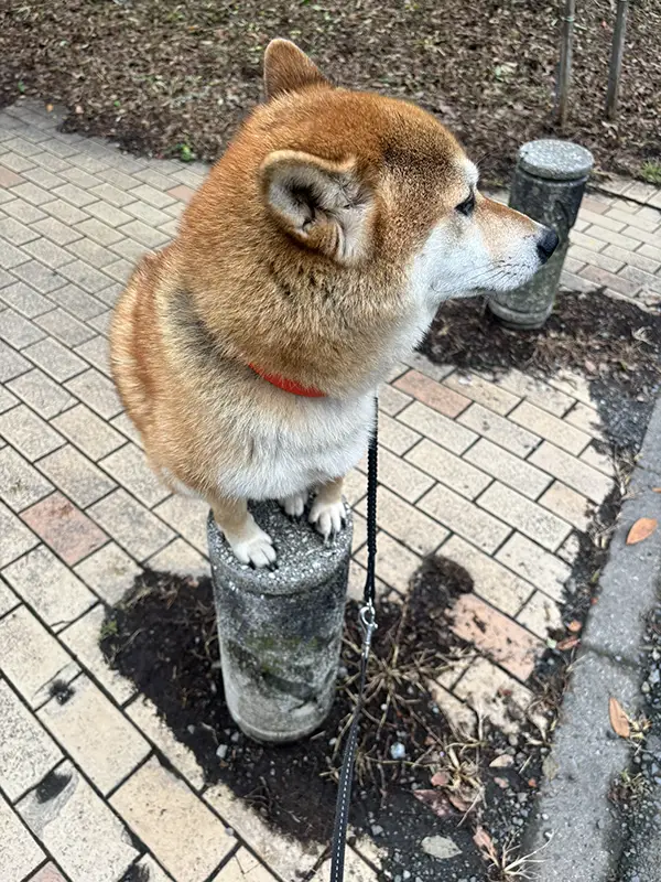 車止めポールに座り込む柴犬の写真