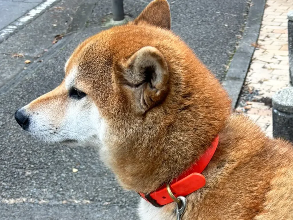 車止めポールに座り込む柴犬の写真