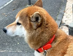 車止めポールに座り込む柴犬の写真