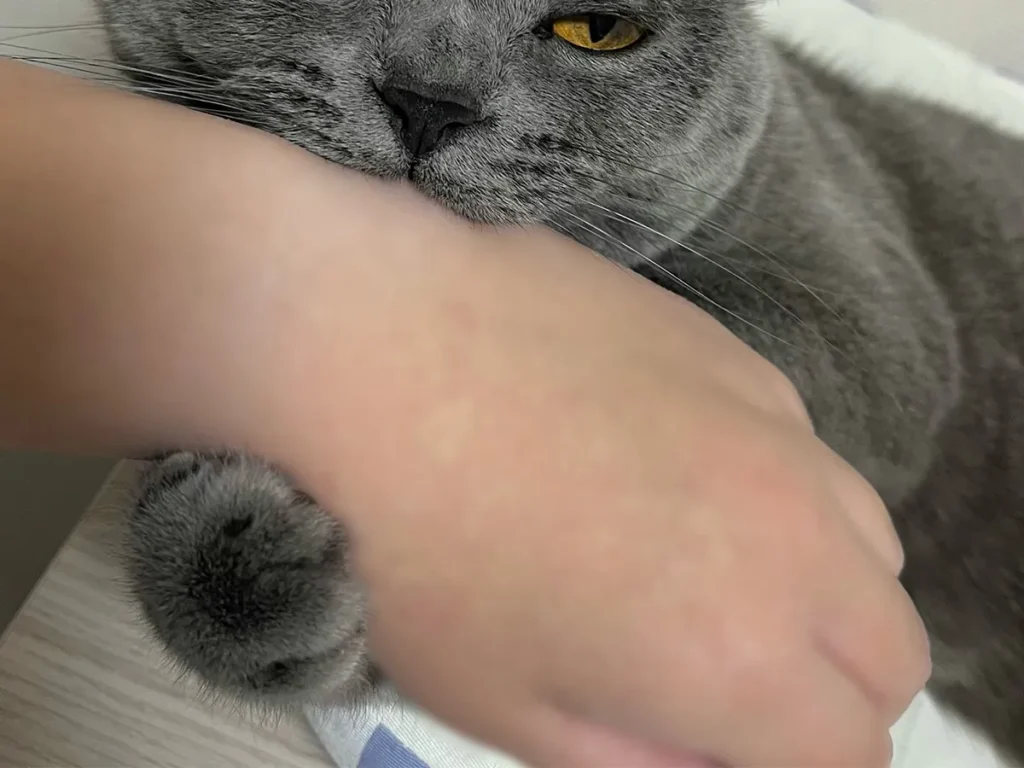 飼い主さんの手を甘噛みしながらウトウトする猫のスパプリくんの画像