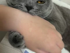 飼い主さんの手を甘噛みしながらウトウトする猫のスパプリくんの画像