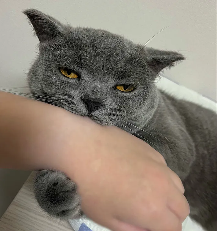 飼い主さんの手を甘噛みしながらウトウトする猫のスパプリくんの画像