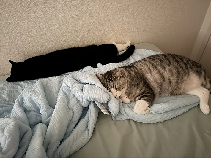 『Nクール』に魅了される猫たちの画像