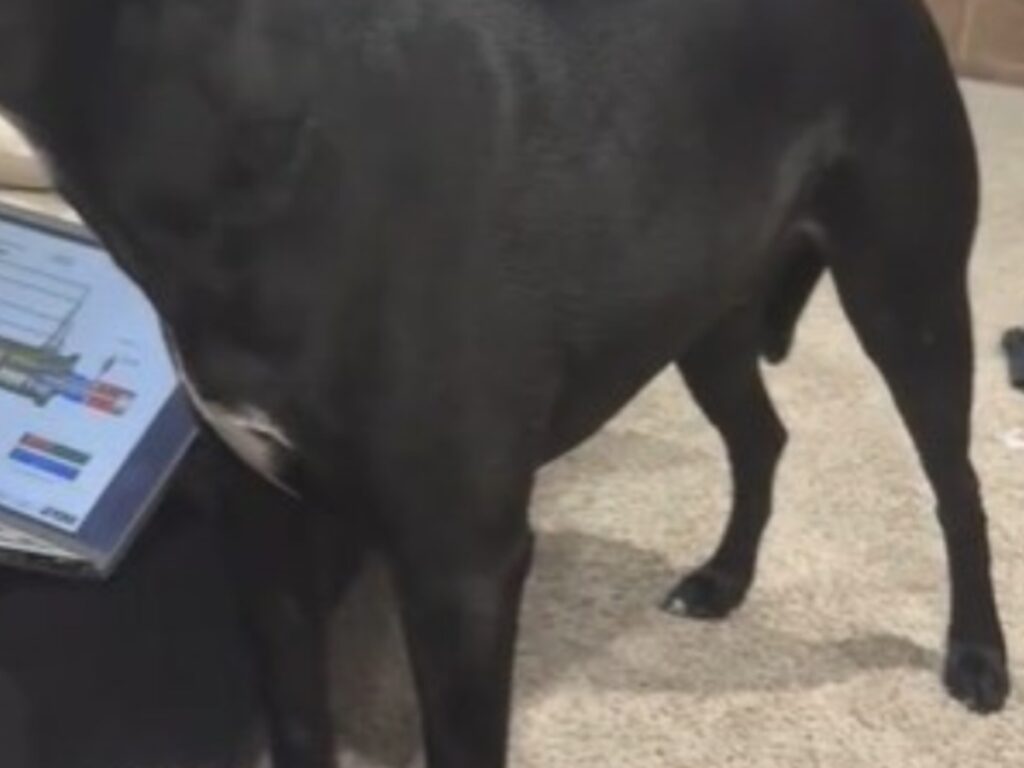 犬の写真