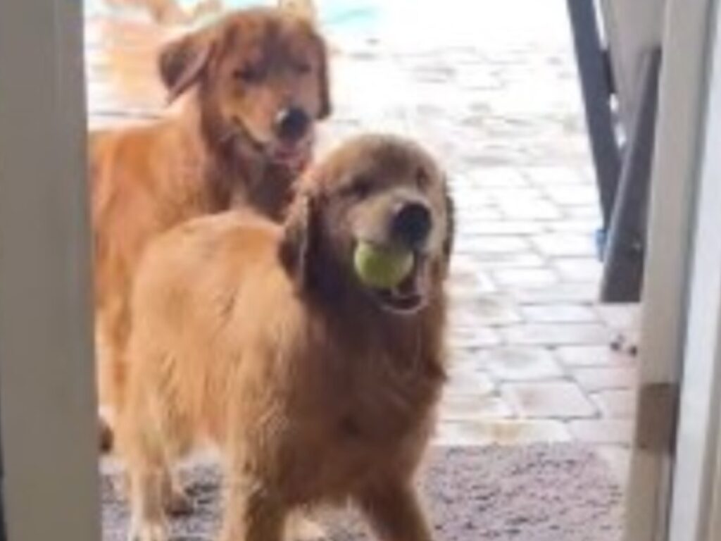犬の写真