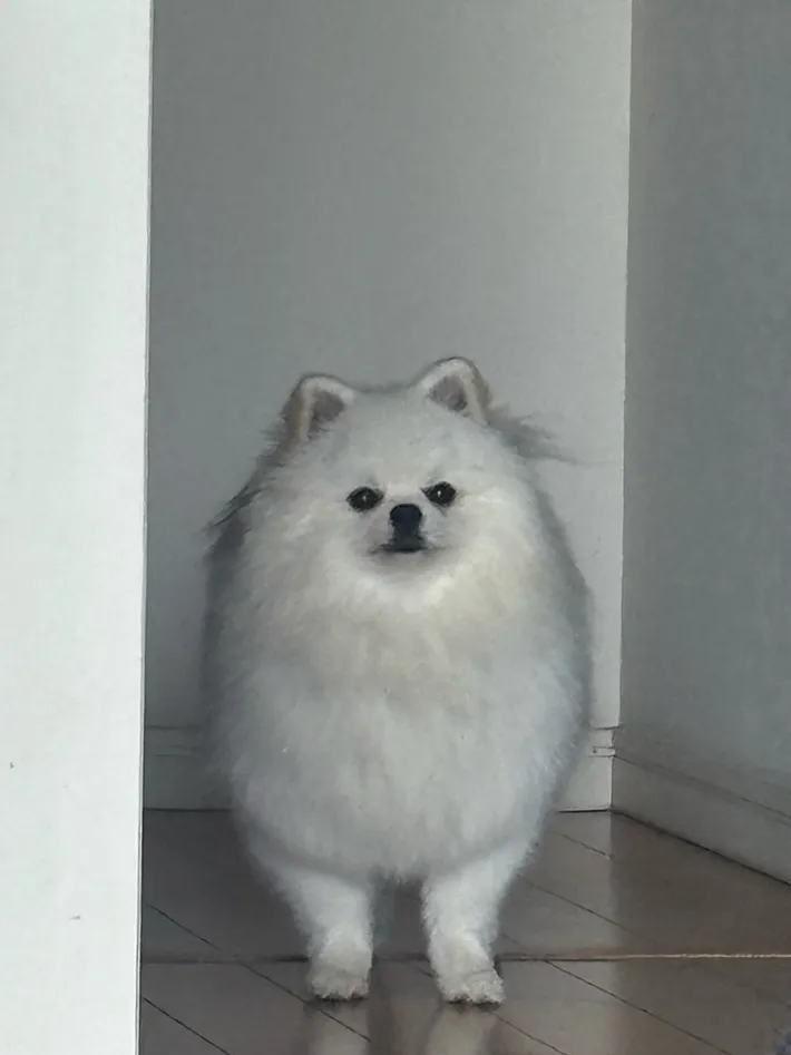 ポメラニアンの写真