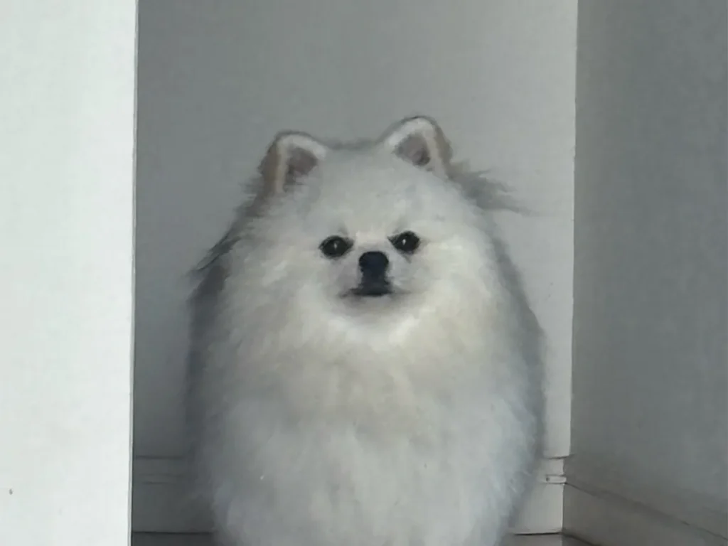 ポメラニアンの写真