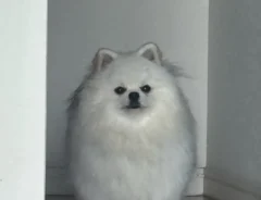 ポメラニアンの写真