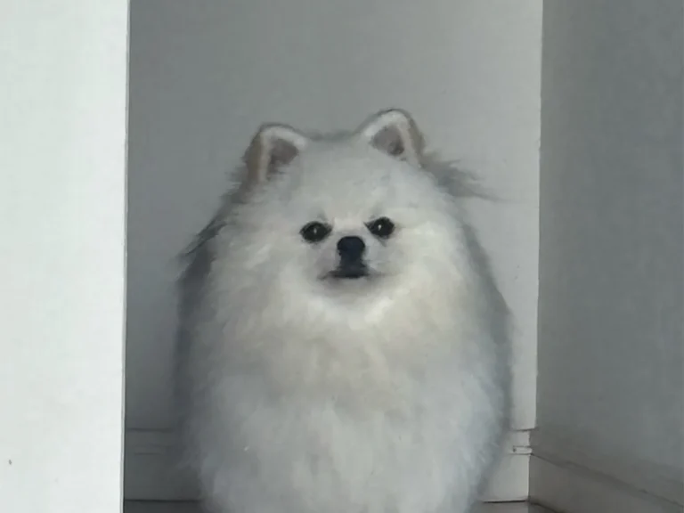 ポメラニアンの写真
