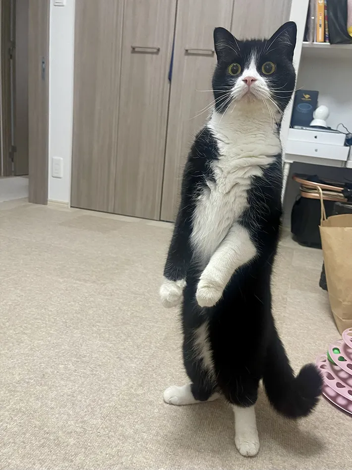 猫の写真