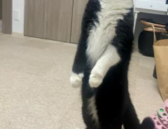 猫の写真