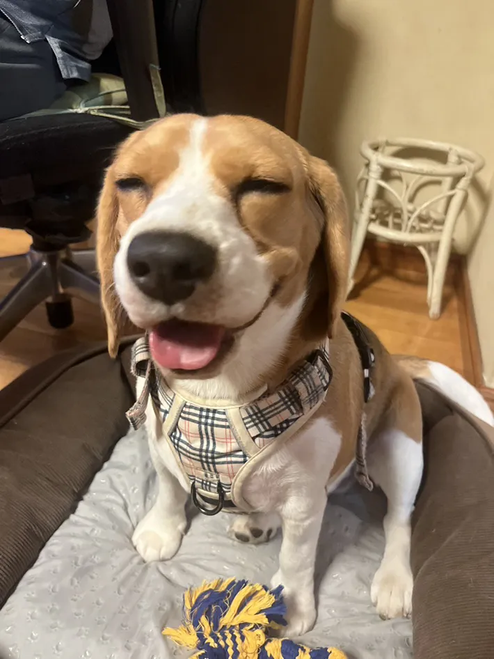犬の写真