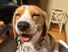 犬の写真