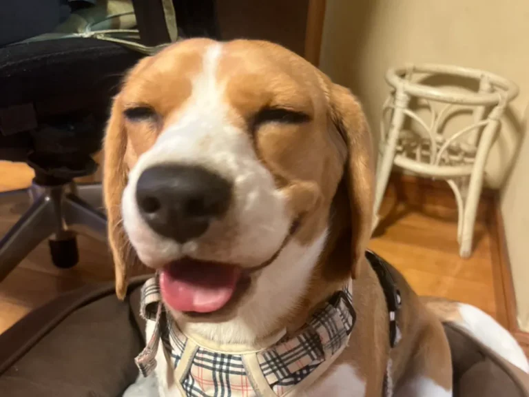 犬の写真