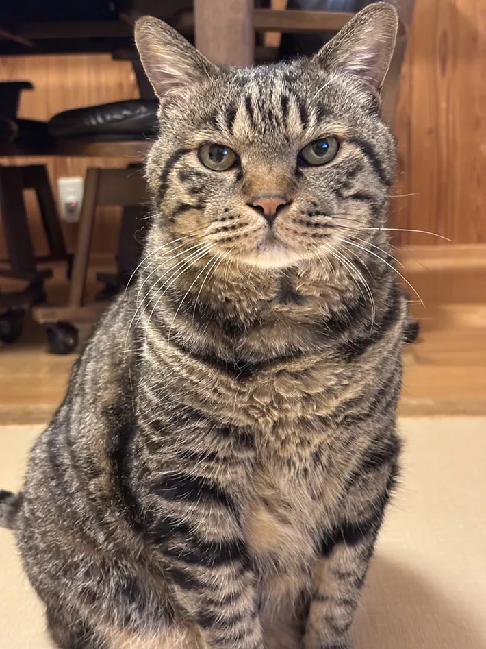 不服そうな猫の写真