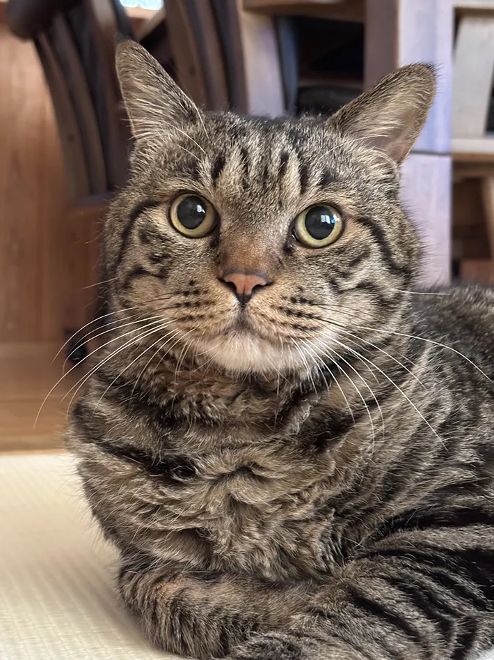 嬉しそうな猫の写真