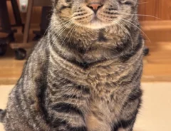 猫の写真