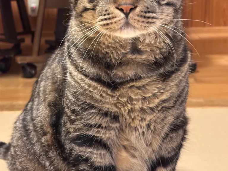 猫の写真