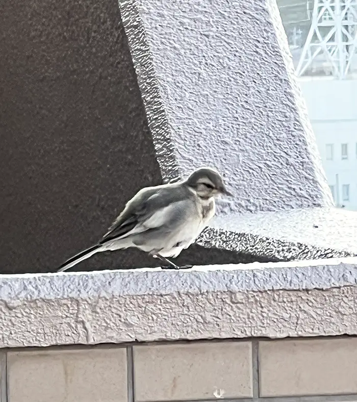 セキレイの写真
