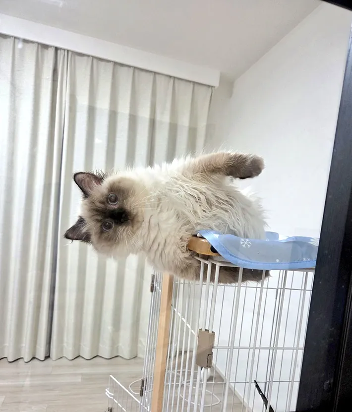 猫の写真