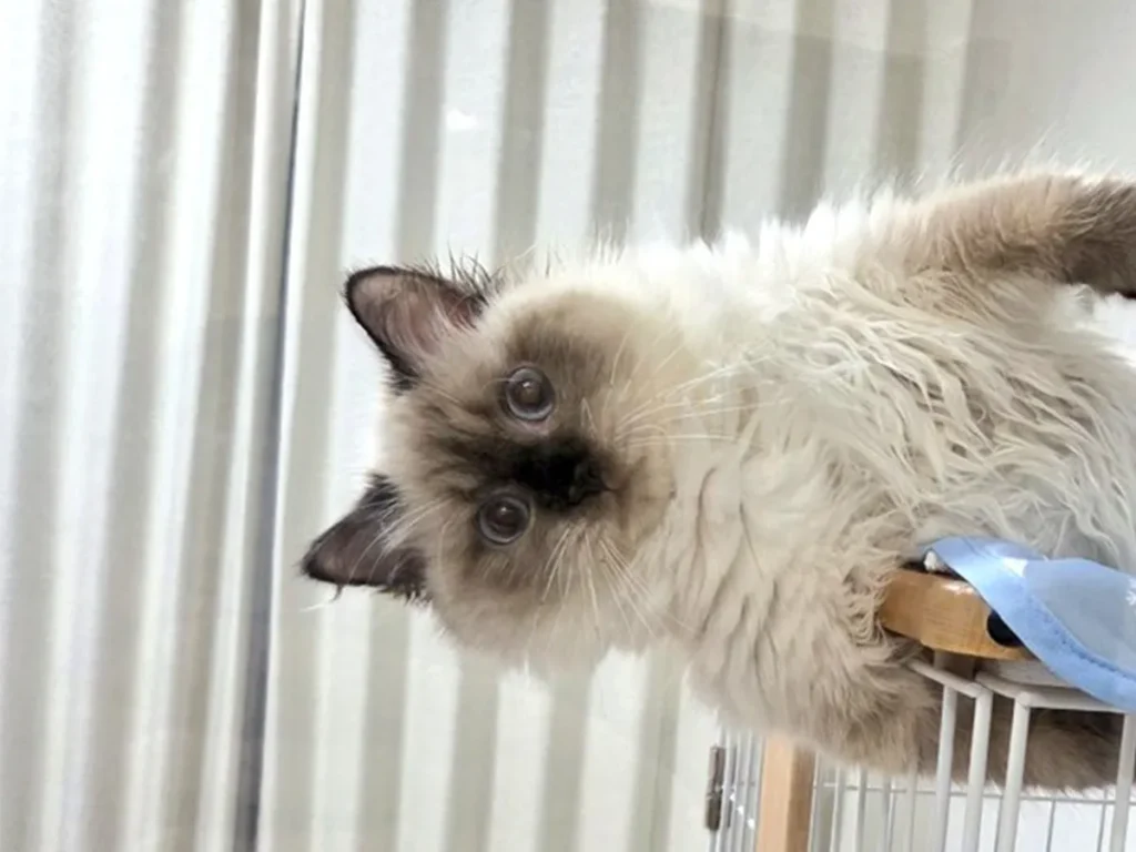猫の写真