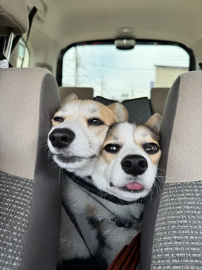 ドッグランに向かっているコパンちゃんとポルテちゃんの画像