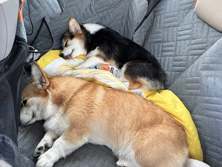 ドッグラン終了後のコパンちゃんとポルテちゃんの画像