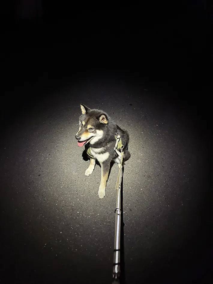 暗闇に浮かぶ柴犬の写真