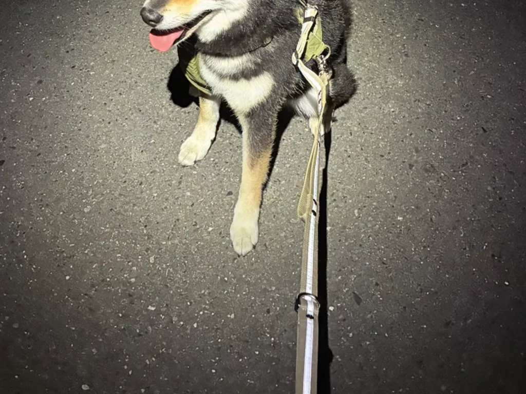暗闇に浮かぶ柴犬の写真