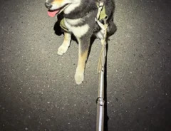 暗闇に浮かぶ柴犬の写真