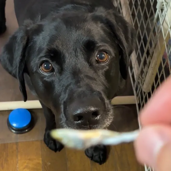 煮干しを待つ犬の写真