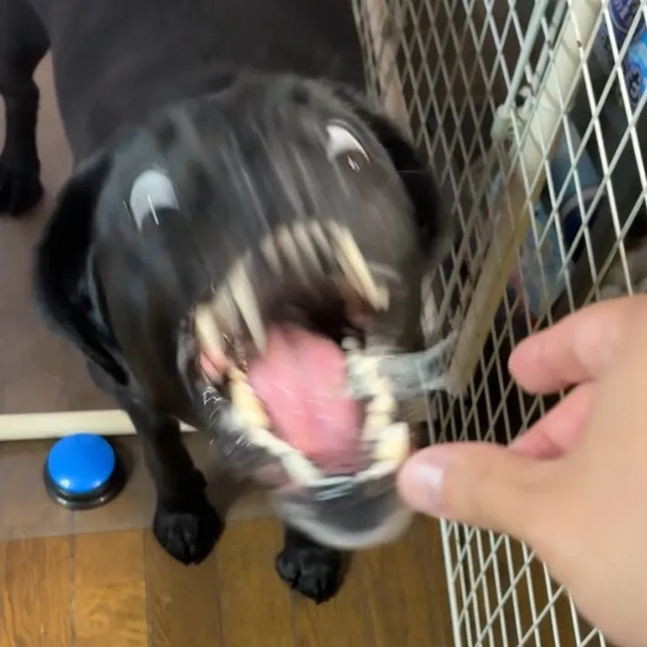 煮干しを食べる瞬間の犬の写真